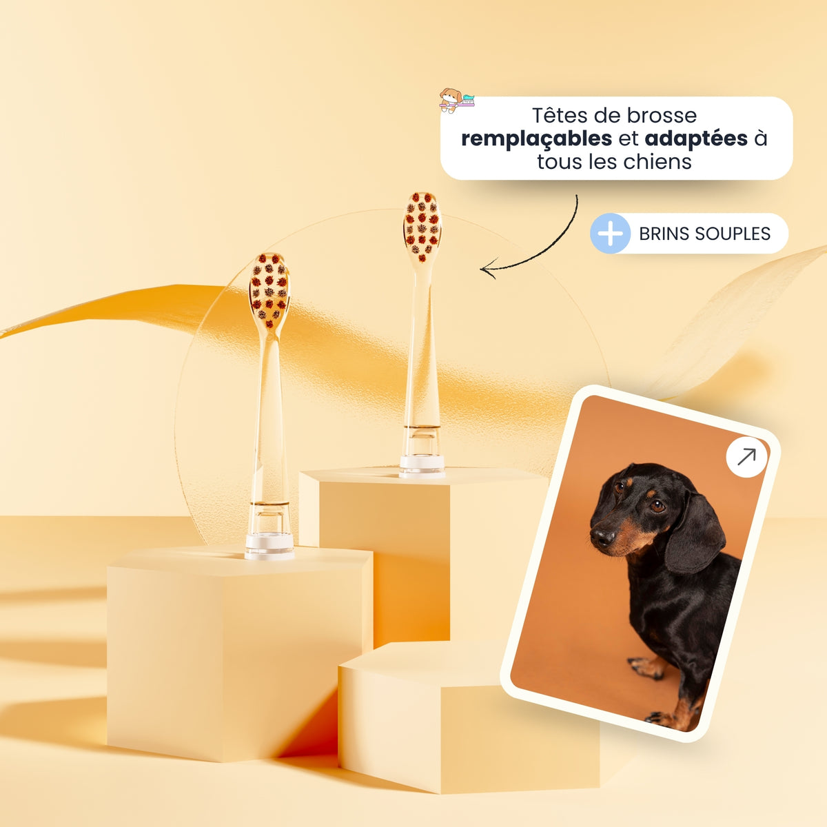 Tête de brosse à dents chien
